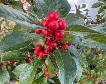 Winterberry Seeds, Ilex verticillata,  Native Canadian Shrub, Bright Red Berries, Hardy Zone 3