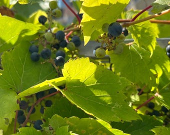 Wild Native Grape Seeds, Hardy Vine - Riverbank Grape, Vitis riparia
