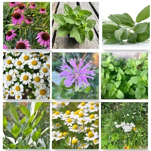 Peut inclure: Un collage de neuf images présentant diverses herbes et fleurs, notamment des rudbeckies pourpres, des marguerites blanches, de la menthe verte et de la sauge.