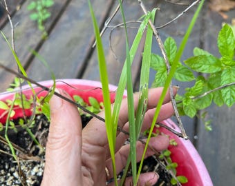 Graines de foin d'odeur - Hierochloe odorata - foin d'odeur - plantes rustiques cultivées au Canada - Mary's grass, vanille, graines de plantes indigènes du Canada