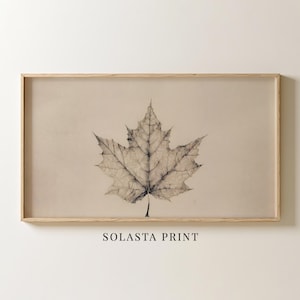 May include: A rectangular framed wall art piece featuring a detailed black line drawing of a single maple leaf centered on a light beige background. The text SOLASTA PRINT is printed in black capital letters below the framed artwork.
