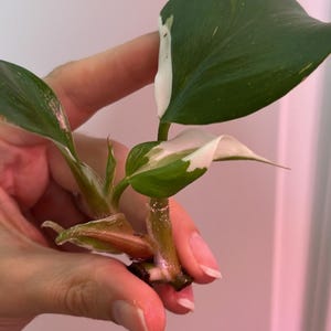 White Knight Philodendron Verwurzelte Schneiden Hohe Variation