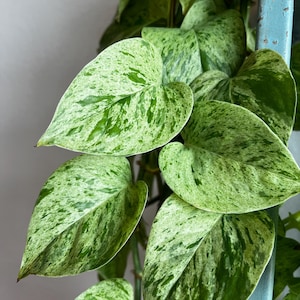 Snow Queen Pothos FRESH MID Cuts FREE 1-3 day Shipping! , select total cuttings included