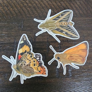 Butterfly and Moth Sticker Pack | Butterfly Stickers | Butterfly Sticker | Waterproof Stickers | Laptop Stickers | Water Bottle Stickers
