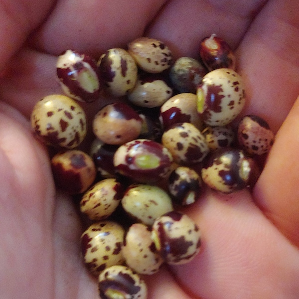 12 Pigeon Pea Seeds rare speckled heirloom beautiful variety Cajanus cajan Perennial legume Free shipping from Florida