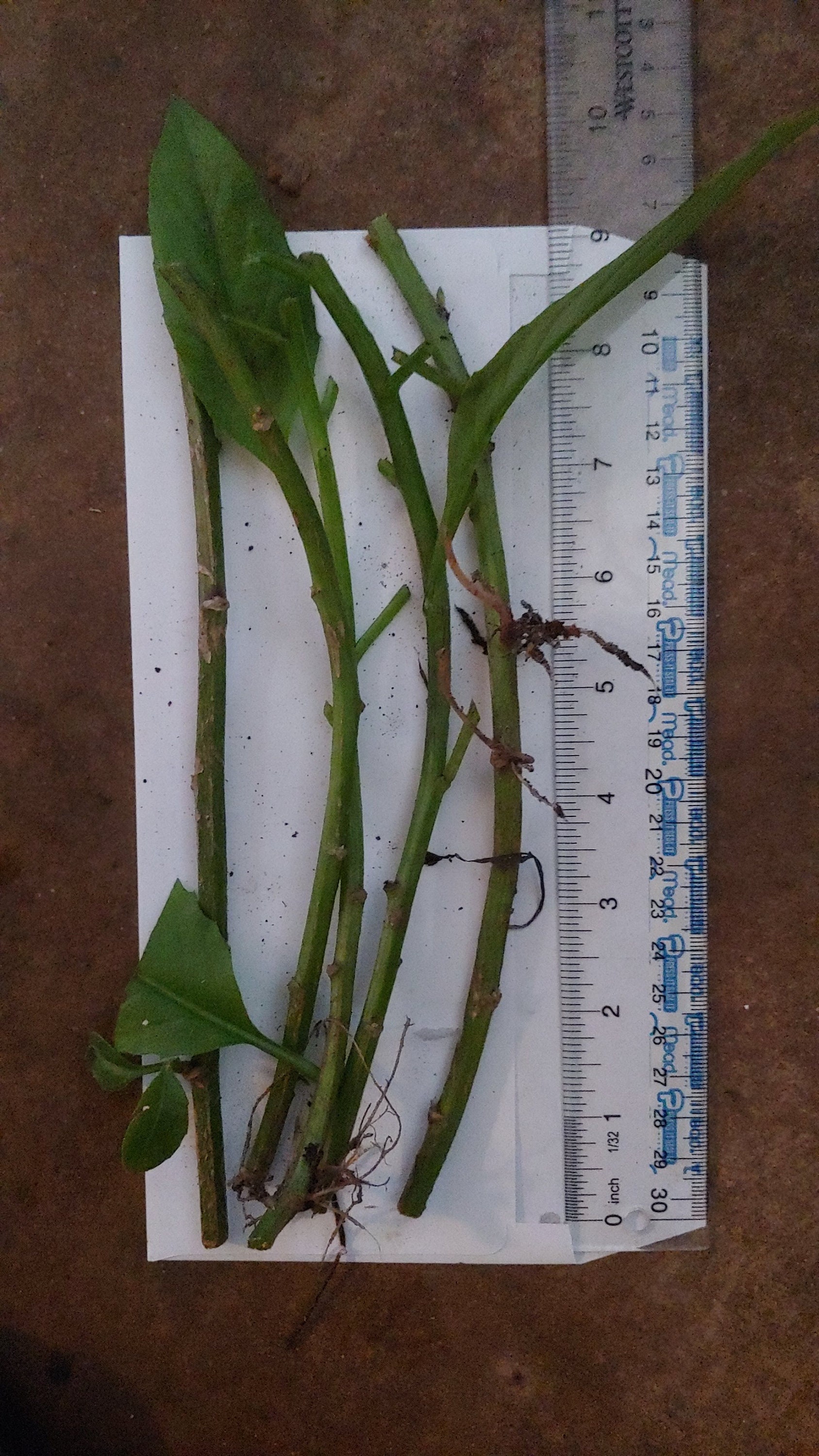 15 Longevity Spinach (Gynura Procumbens) Cuttings - Perennial Edible Tropical Plant