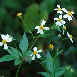 50 spanska nålfrön, Bidens alba pilosa tiggarfästingar vild ätbar superfood, färska, ekologiska