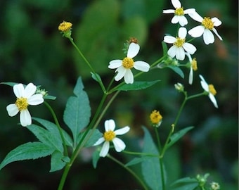 50 Spanish needle seeds , Bidens alba pilosa beggars ticks wild edible superfood , fresh , organic