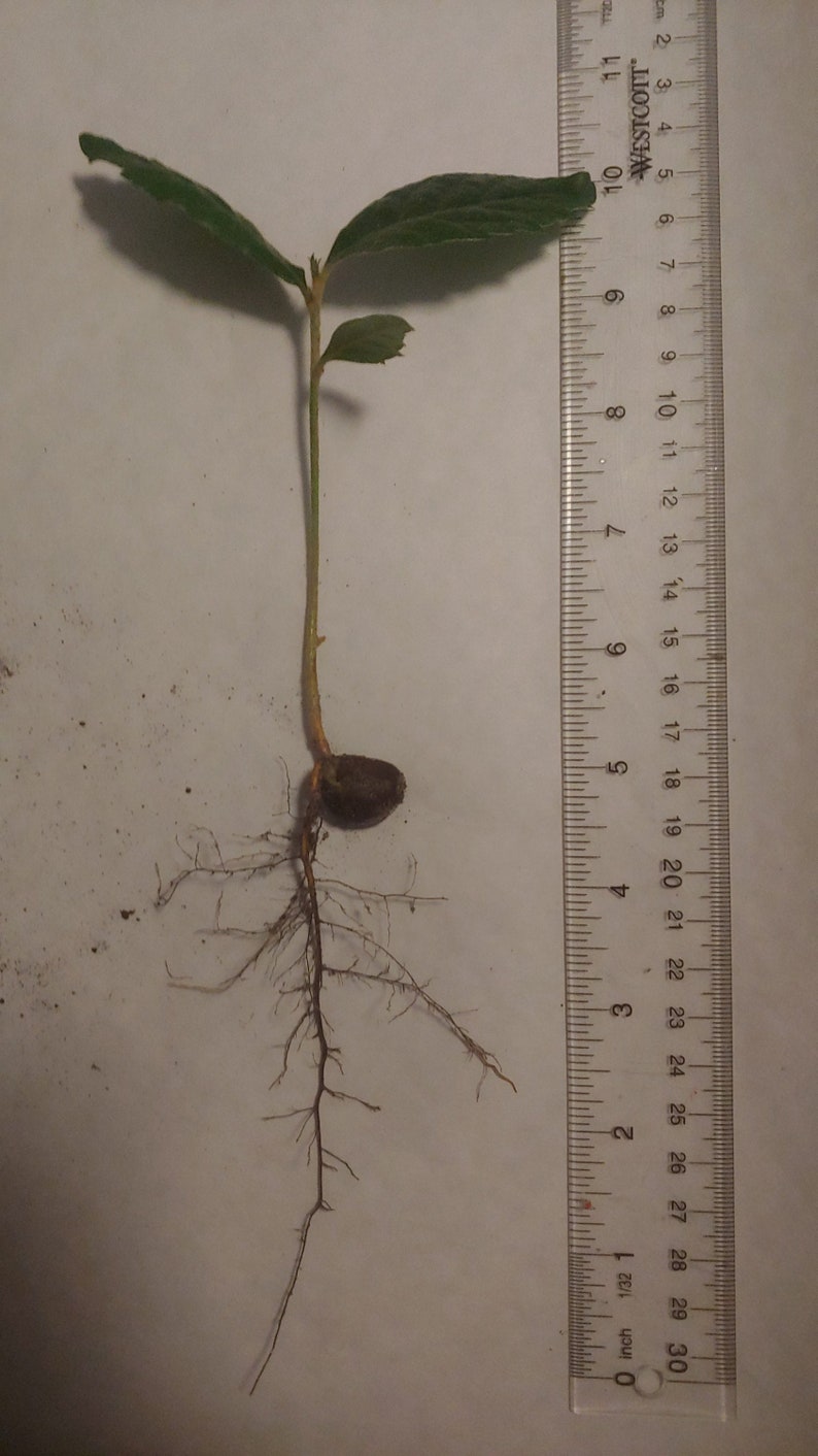 5 Loquat Seedlings Fruit Trees Free Shipping Eriobotrya Japonica - Etsy