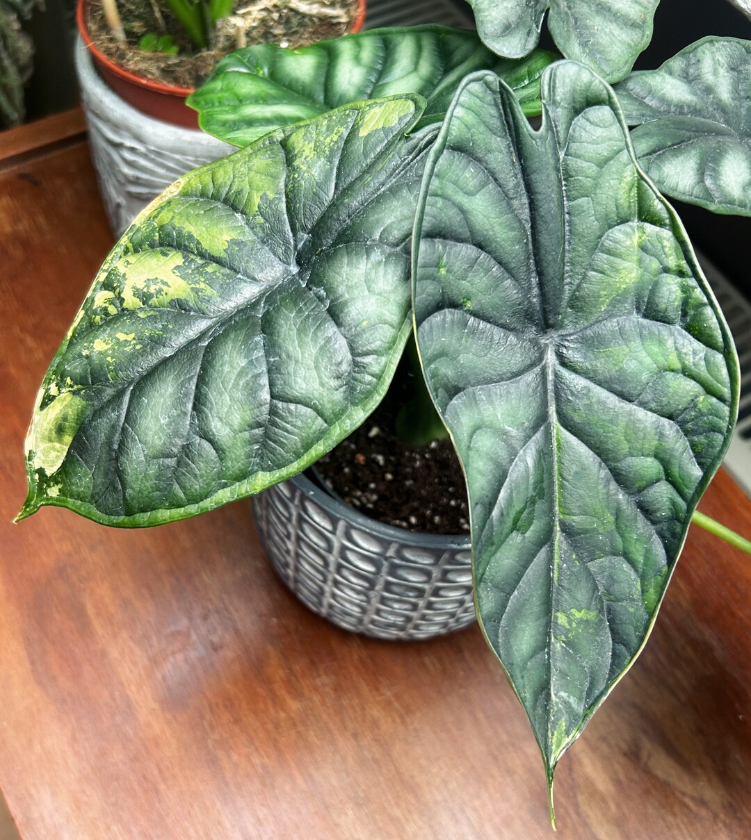 Alocasia Dragon Scale variegata Rhizome Etsy.de