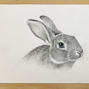 Op de afbeelding: Een gedetailleerde potloodtekening van de kop en het bovenlichaam van een konijn. Het konijn is afgebeeld in grijstinten, met aandacht voor de textuur van zijn vacht en de details van zijn oog en snorharen. Het kunstwerk staat op een witte achtergrond.