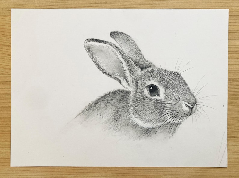 Op de afbeelding: Een gedetailleerde potloodtekening van de kop en het bovenlichaam van een konijn. Het konijn is afgebeeld in grijstinten, met aandacht voor de textuur van zijn vacht en de details van zijn oog en snorharen. Het kunstwerk staat op een witte achtergrond.