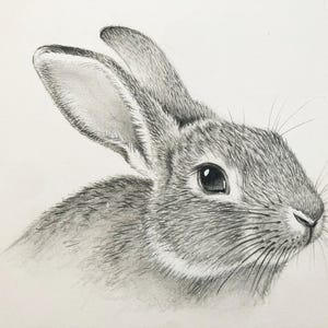 Op de afbeelding: Een gedetailleerde potloodtekening van een konijnenkop, met de nadruk op de textuur van de vacht en de gezichtskenmerken. Het konijn heeft een donker oog, lange snorharen en gedetailleerde vacht. De oren staan rechtop, tegen een effen achtergrond.