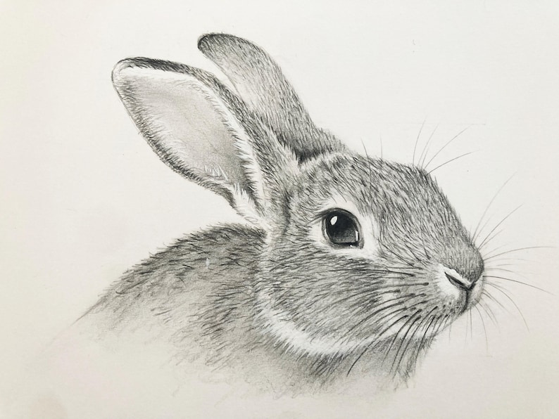 Op de afbeelding: Een gedetailleerde potloodtekening van een konijnenkop, met de nadruk op de textuur van de vacht en de gezichtskenmerken. Het konijn heeft een donker oog, lange snorharen en gedetailleerde vacht. De oren staan rechtop, tegen een effen achtergrond.