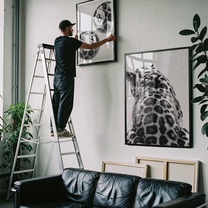 May include: A person on a ladder hanging framed art. The art includes a black and white image of a leopard's back and a framed print with three pool balls. A black leather couch is in the foreground.
