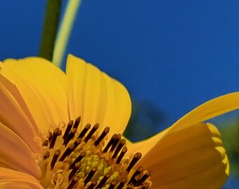 SMARTPHONE WALLPAPER screen size 6.5". Sunflowers 1.