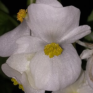 White begonia flowers by night.