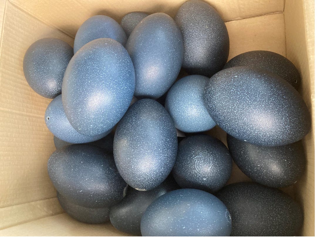 Australian Emu Eggs - 4 Egg Pack - Etsy Australia