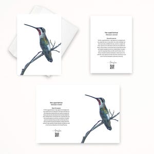 May include: Greeting cards featuring a detailed illustration of a Plain-capped Starthroat hummingbird perched on a branch. The bird has a long, slender beak, a red throat, and iridescent green and gray feathers. The cards include text about the species.