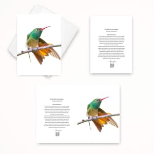 May include: Greeting card set featuring a vibrant image of a Buff-bellied Hummingbird perched on a branch. The bird displays green, orange, and red plumage. The set includes a card with the image, a card with text, and an envelope.