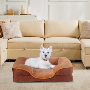 May include: A white dog wearing an orange collar rests on a brown dog bed with a raised rim and a lighter brown center. The bed is on a beige carpet in front of a beige sectional sofa.