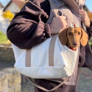 May include: A white canvas pet carrier bag with tan straps and a tan base. A brown dachshund with long ears is inside the bag, wearing a small white bow on its head and a red beaded collar around its neck. The bag is designed for carrying small pets.