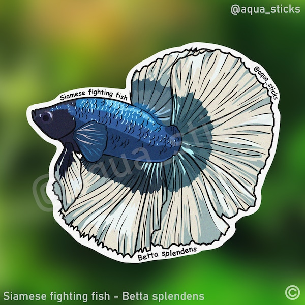 Blue Betta Fish Sticker