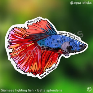 Purple Betta Fish - Vinyl Sticker