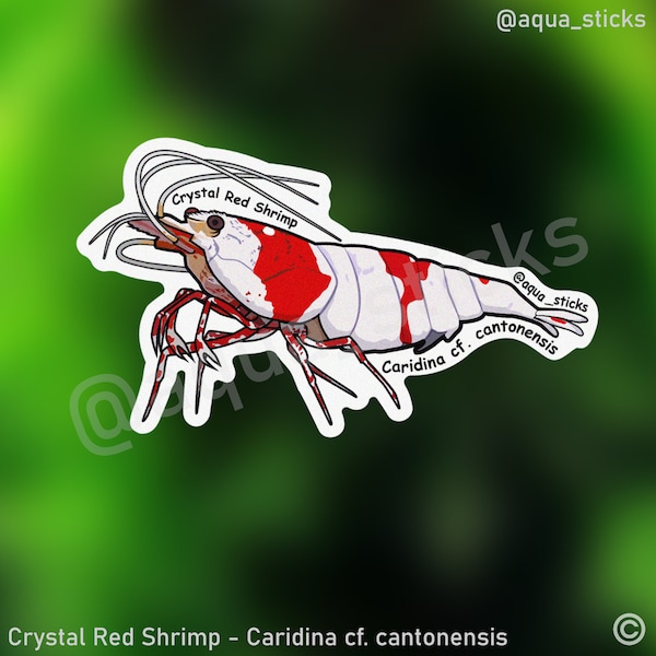 Crystal Red Shrimp - Vinyl Sticker