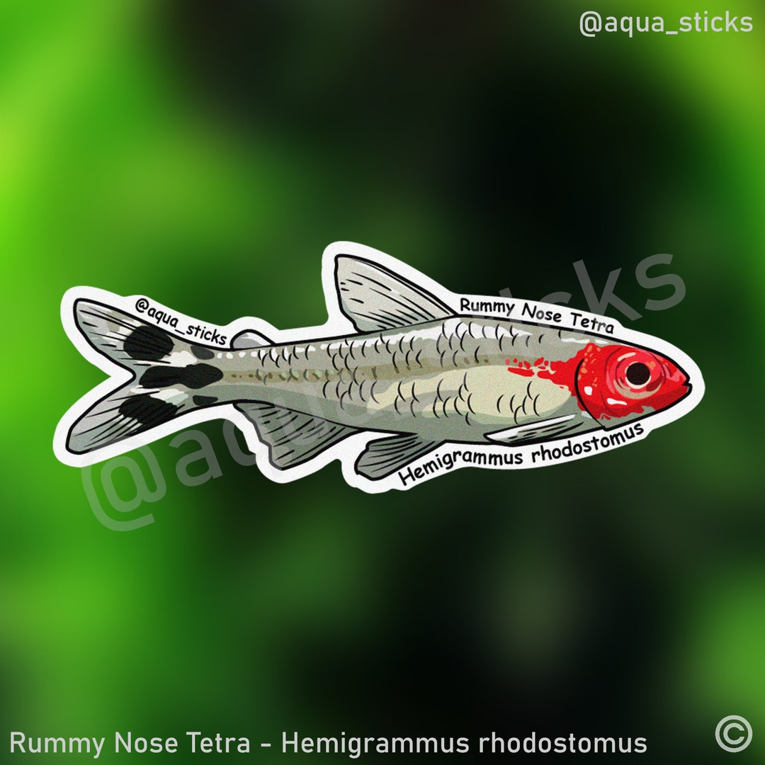 Rummy Nose Tetra - Vinyl Sticker - Etsy