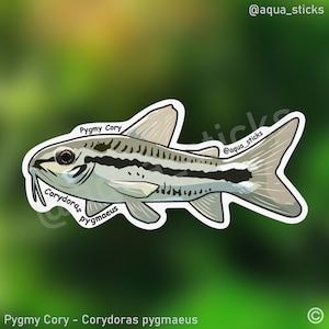May include: A sticker of a Pygmy Corydoras pygmaeus, a small, striped catfish with a white belly and black stripes. The sticker is white with a black outline and the text "Pygmy Cory" and "Corydoras pygmaeus" is written on the sticker.