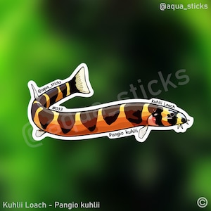 Kuhli Loach - Vinyl Sticker