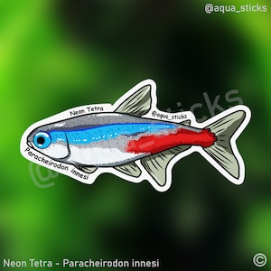May include: A sticker of a neon tetra fish, also known as Paracheirodon innesi. The fish is depicted in a cartoon style with a blue and red stripe along its body. The sticker has a white background and the text "Neon Tetra" and "Paracheirodon innesi" are written on the sticker.