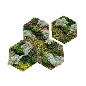 Op de afbeelding: Vier zeshoekige wandkunstwerken met een natuurlijk mosontwerp. Het mos heeft tinten groen, bruin en wit, waardoor een textuurrijk, organisch uiterlijk ontstaat. De stukken zijn geplaatst tegen een witte achtergrond, waardoor de levendige kleuren en texturen worden benadrukt.
