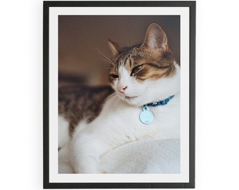 Cute Cat Photography, Downloadable Print, Wall Art, Retro Photo, Retro Aesthetic Photography.