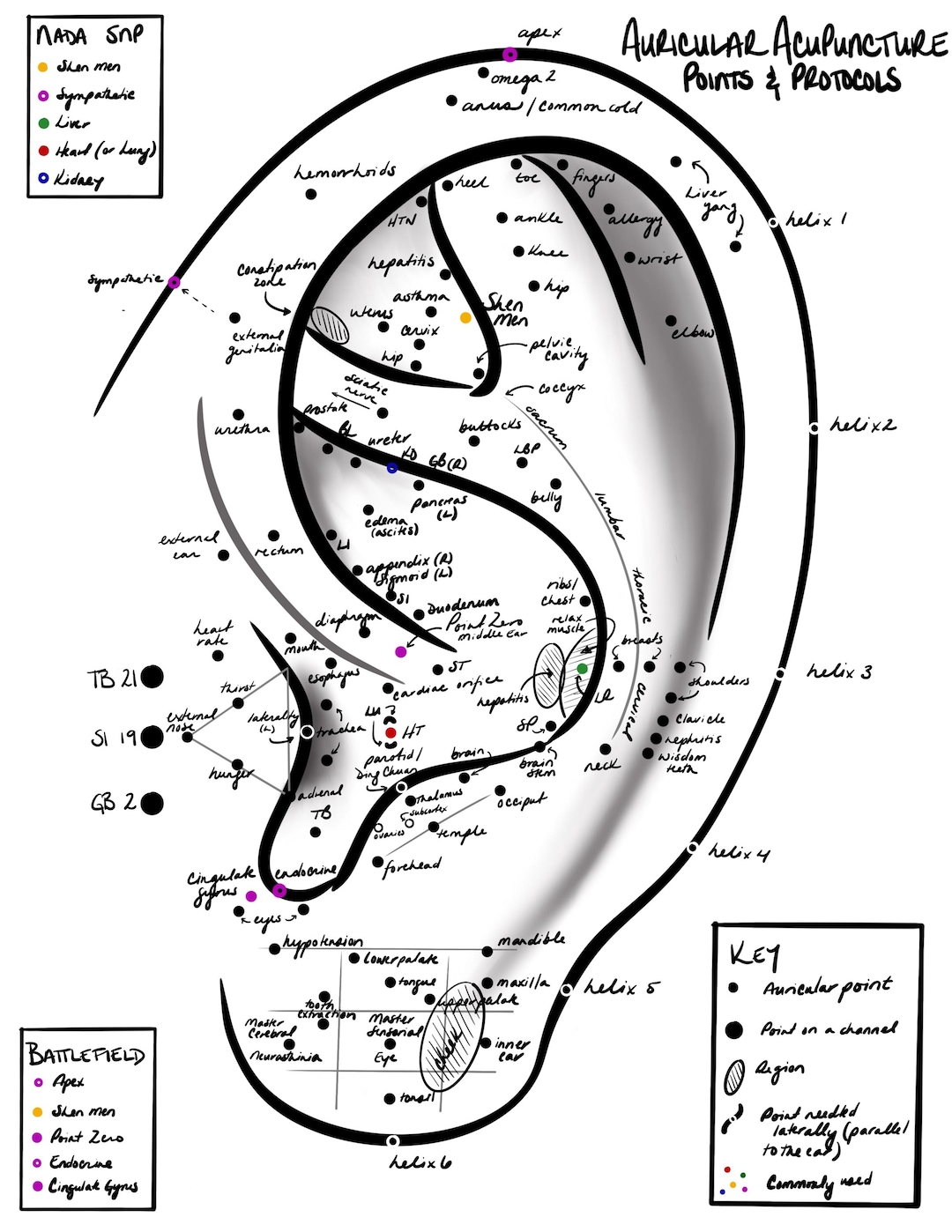 Auricular Acupuncture Chart (digital Download) - Etsy