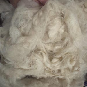 アルパカの未加工/洗浄済みおよびスカート加工済みの繊維は、糸を紡いだりフェルトにしたりするのに適しており、紡績に最適なウールです。肌に優しい、紡績に適した柔らかい繊維です。