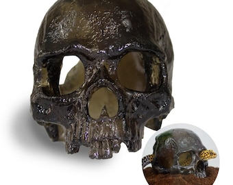Semi-Translucent Skull Reptile Hide - two variations