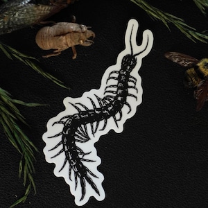 May include: A black and white centipede sticker. The sticker is on a black surface, with insect specimens and greenery in the background. The centipede design has a detailed, stylized appearance. The sticker is white with a black centipede.