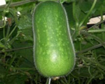 Melon d'Hiver 100 graines  Courge cireuse  bidao Tongua Benincasa hispida