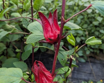 Graines de bissap d'Hibiscus Rouge | Oseille de Guinée,  100 Graines