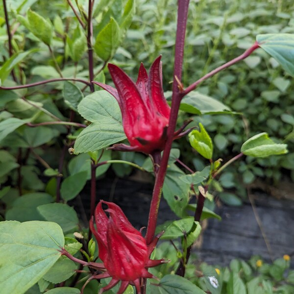 Graines de bissap d'Hibiscus Rouge | Oseille de Guinée,  100 Graines