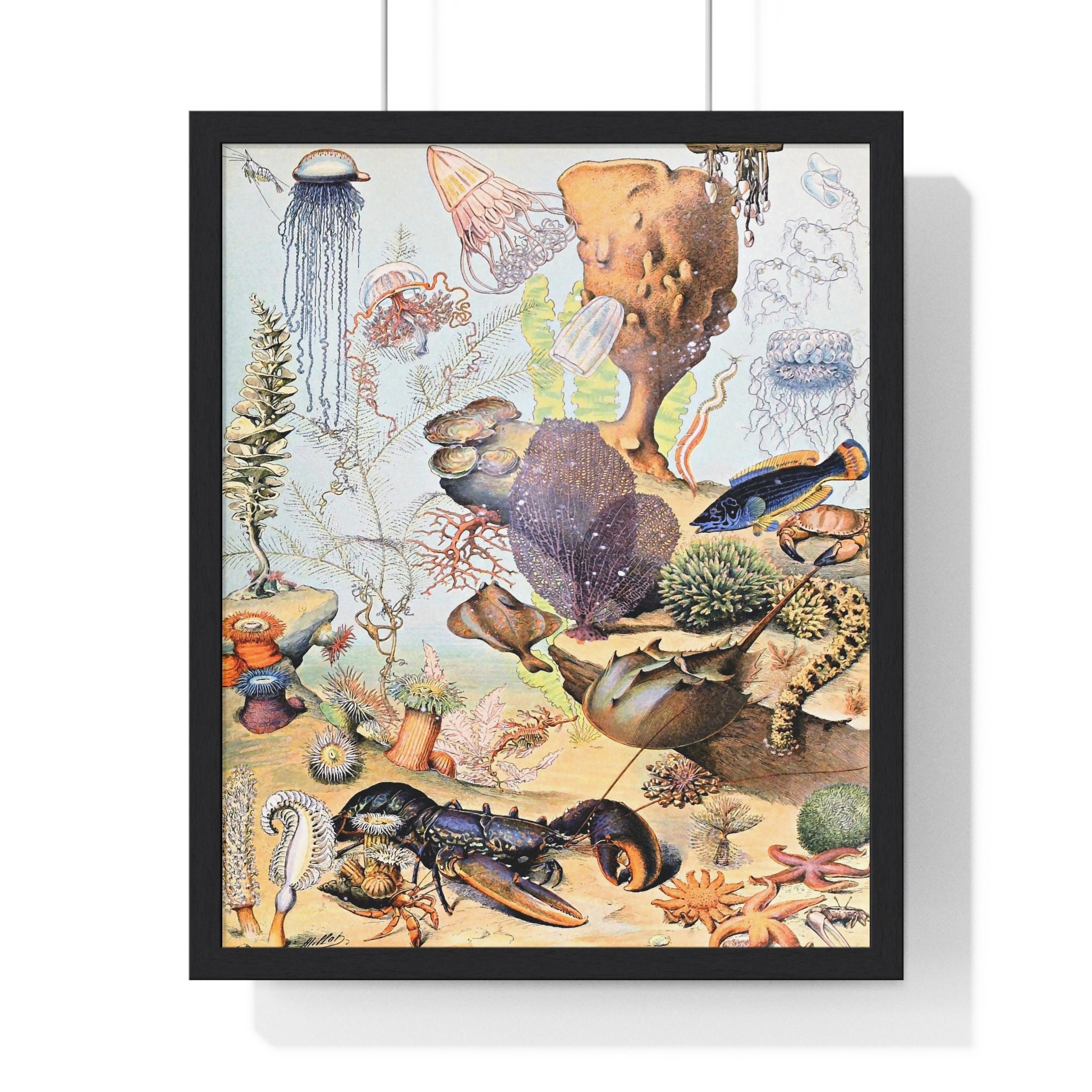Poissons A - Adolphe Millot Poster for Sale by starrylite