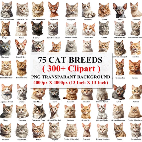 本256／洋書　図鑑　all the World's Cat Breeds 本256／洋書 図鑑 all the World's Cat Breeds The Illustrated