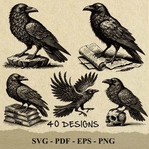 May include: Four black and white illustrations of ravens in various poses. One raven is perched on a rock, another on a scroll, another on a stack of books, and the last is perched on a skull. The text "40 DESIGNS" and "SVG - PDF - EPS - PNG" is at the bottom of the image.