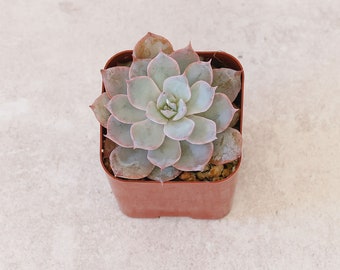 Echeveria 'Blue Hero'