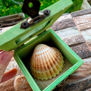 Può includere: Una piccola scatola di legno verde con un coperchio incernierato e una chiusura in ottone. La scatola è aperta e contiene una conchiglia con un motivo a strisce marroni e bianche. La conchiglia è appoggiata su un letto di sabbia.