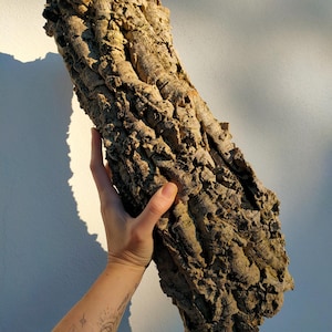 Puede incluir: Un gran trozo de corteza de corcho natural, que muestra una superficie rugosa y texturizada con tonos de marrón y beige. La forma irregular y las ranuras profundas de la corteza son visibles. La imagen destaca la textura orgánica y las variaciones de color del corcho.