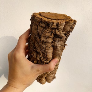 Op de afbeelding: Een close-up van een stuk kurkenschors, dat de natuurlijke textuur en bruine kleur laat zien. De schors wordt in een hand gehouden, tegen een witte achtergrond.