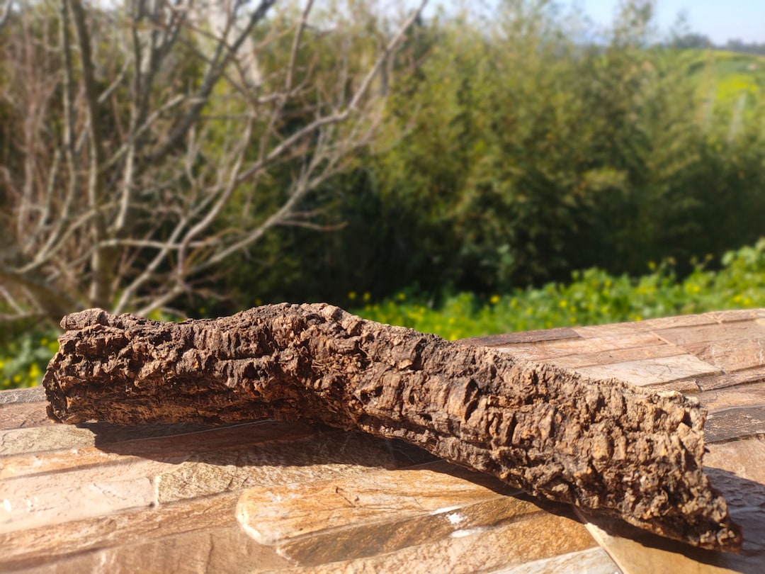 Virgin Cork Bark Branch Tube for Rustic Decor Plants Aquariums Models